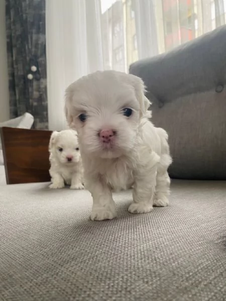 Regala cuccioli di Maltese | Foto 2