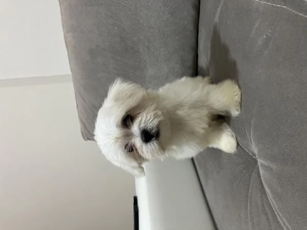 Regala cuccioli di Maltese | Foto 1