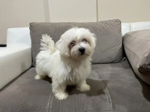 Regala cuccioli di Maltese | Foto 0