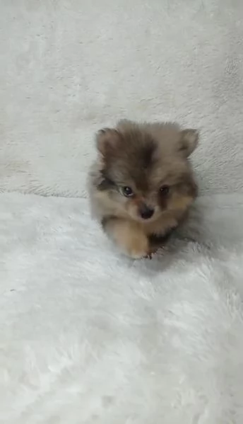 Regala cuccioli di Volpino Pomerania>>