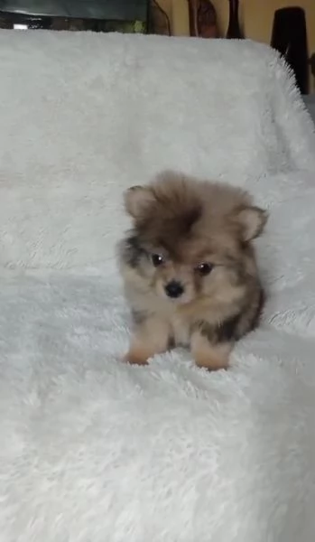 Regala cuccioli di Volpino Pomerania>> | Foto 2