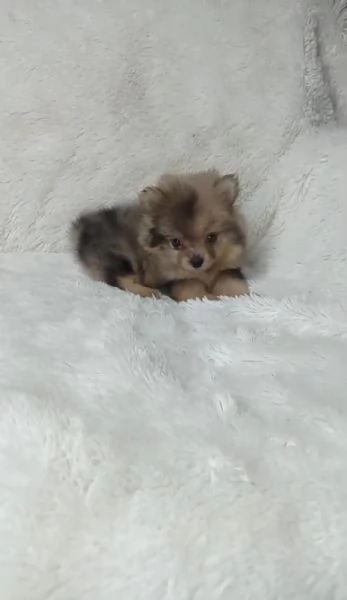 Regala cuccioli di Volpino Pomerania>> | Foto 1