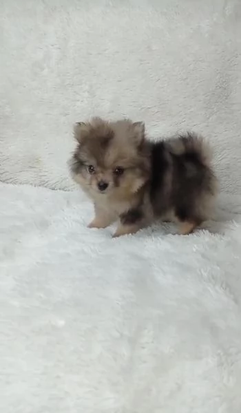 Regala cuccioli di Volpino Pomerania>> | Foto 0