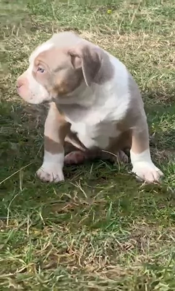 Bullo americano cuccioli | Foto 6