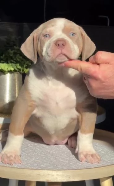 Bullo americano cuccioli | Foto 1