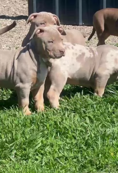 Bullo americano cuccioli