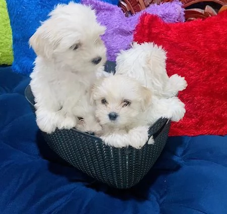 Cuccioli Maltese toy dai 3 ai 4 mesi  | Foto 0