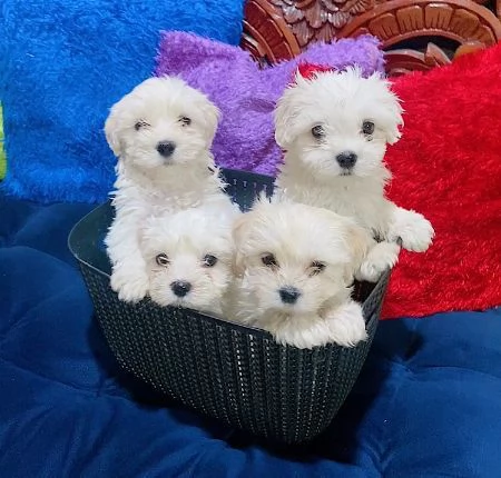 Cuccioli Maltese toy dai 3 ai 4 mesi 