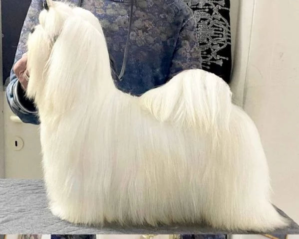 Maltese Maschio  | Foto 0