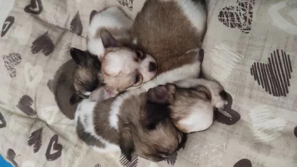 Cuccioli di Chihuahua a Pelo Lungo