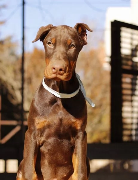 Dobermann cuccioli