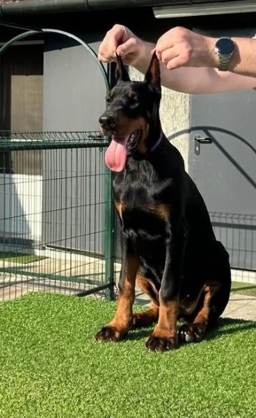 Dobermann cuccioli | Foto 6