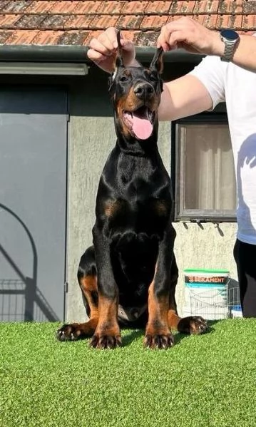 Dobermann cuccioli | Foto 5