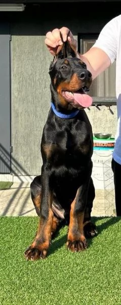 Dobermann cuccioli | Foto 4
