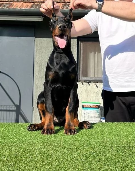 Dobermann cuccioli | Foto 3