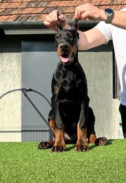 Dobermann cuccioli | Foto 0
