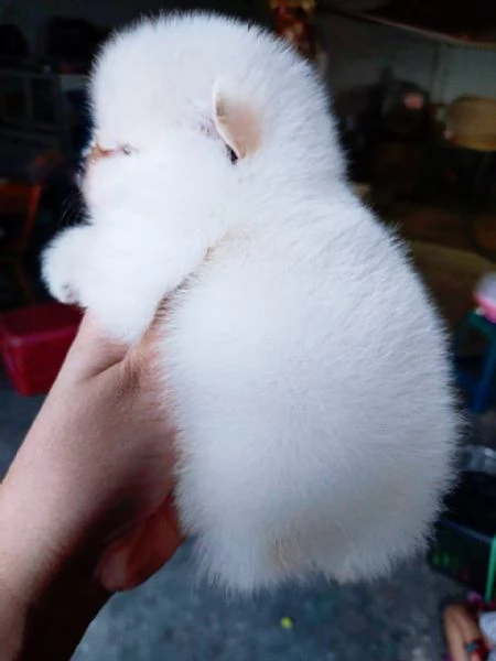 CUCCIOLI DI POMERANIA BIANCHI  | Foto 0