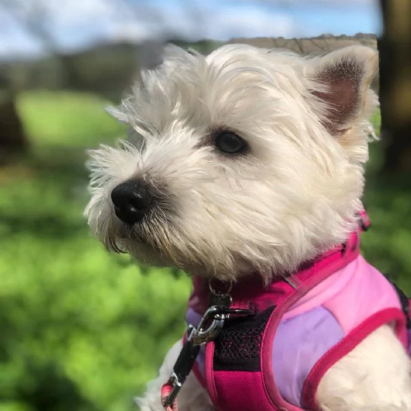 West highland  | Foto 2