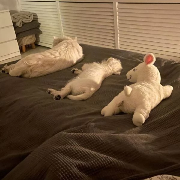 West highland  | Foto 0