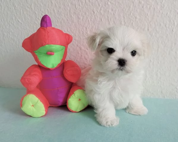Maltese Cuccioli disponibili | Foto 0