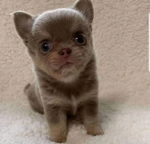 Lily The Chihuahua  | Foto 0