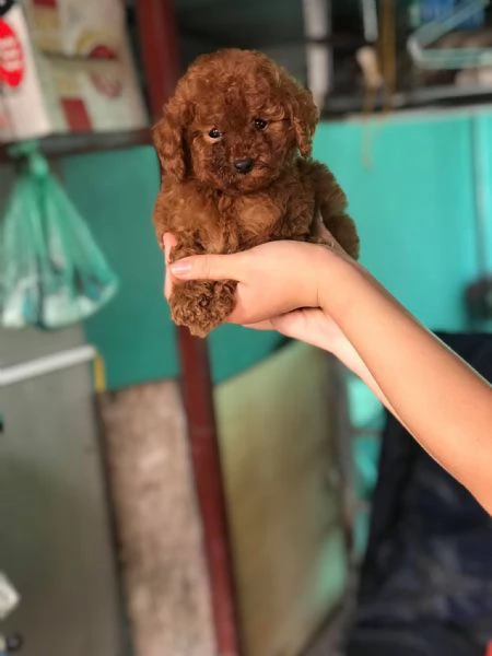 Cuccioli di barboncini toy | Foto 0