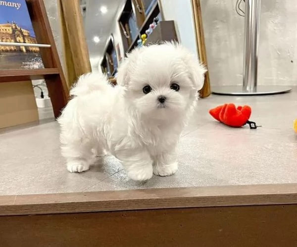 Cuccioli di maltese bianco pronti