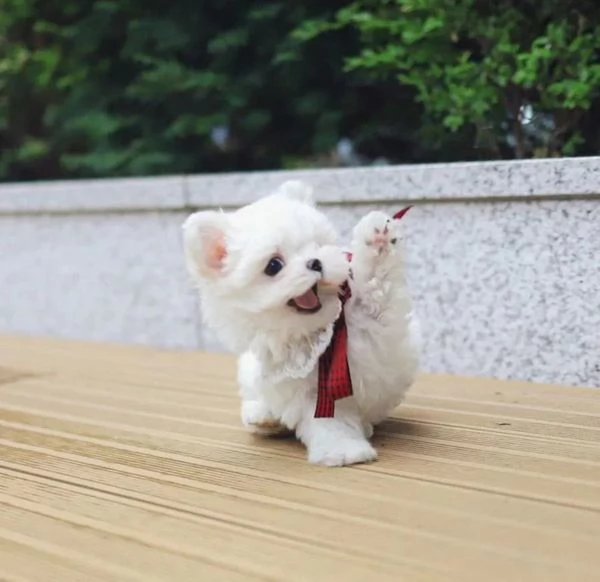 Cuccioli di maltese bianco pronti | Foto 3