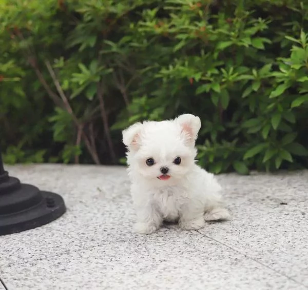 Cuccioli di maltese bianco pronti | Foto 2