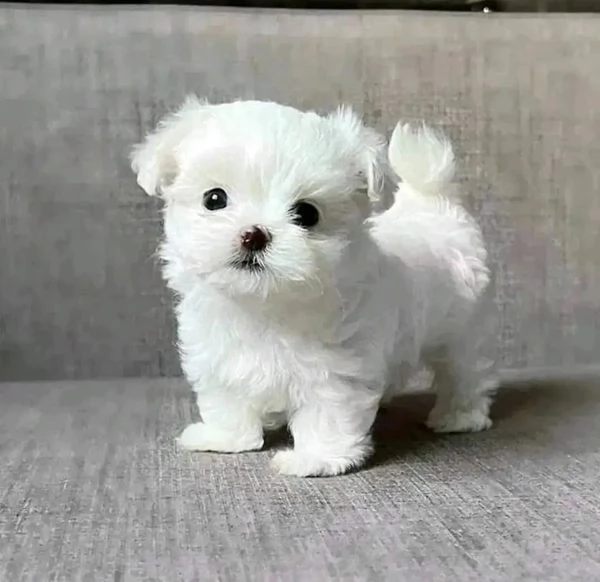 Cuccioli di maltese bianco pronti | Foto 1