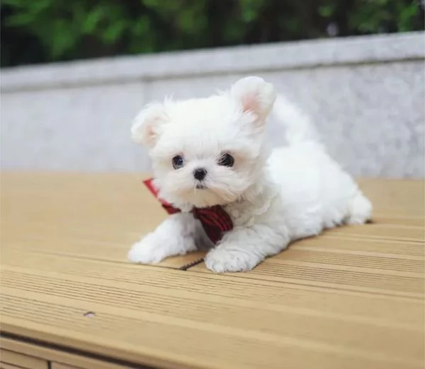 Cuccioli di maltese bianco pronti | Foto 0