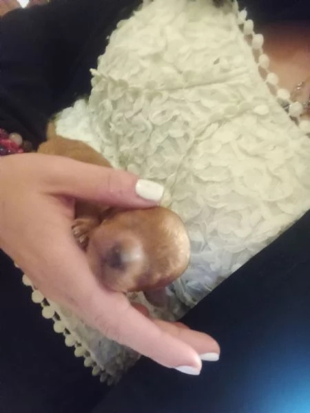 Cuccioli di barboncino nano  | Foto 0