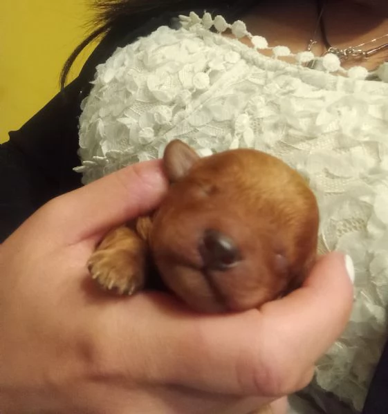 Cuccioli di barboncino nano 