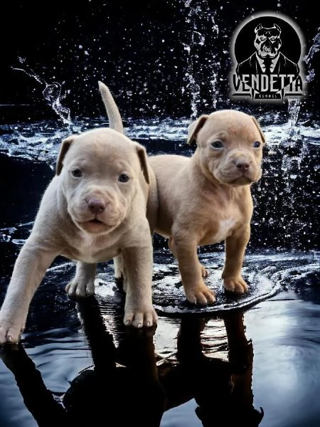 Pitbull terrier americano cuccioli | Foto 5