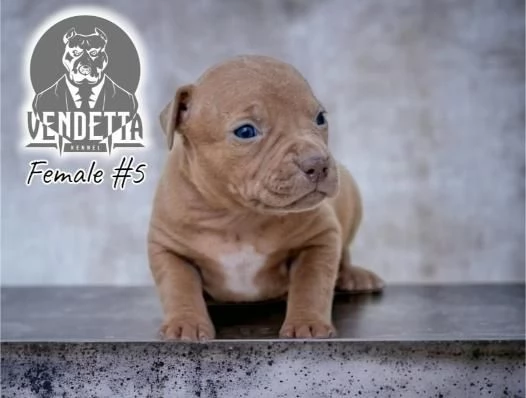 Pitbull terrier americano cuccioli | Foto 2