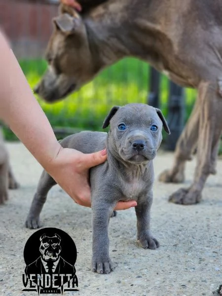 Pitbull terrier americano cuccioli | Foto 0