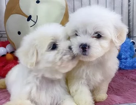 Disponibili 2 cuccioli di Maltese toy  | Foto 0