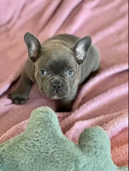 Dolcissimi cuccioli bulldog francese | Foto 1