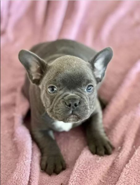 Dolcissimi cuccioli bulldog francese | Foto 0