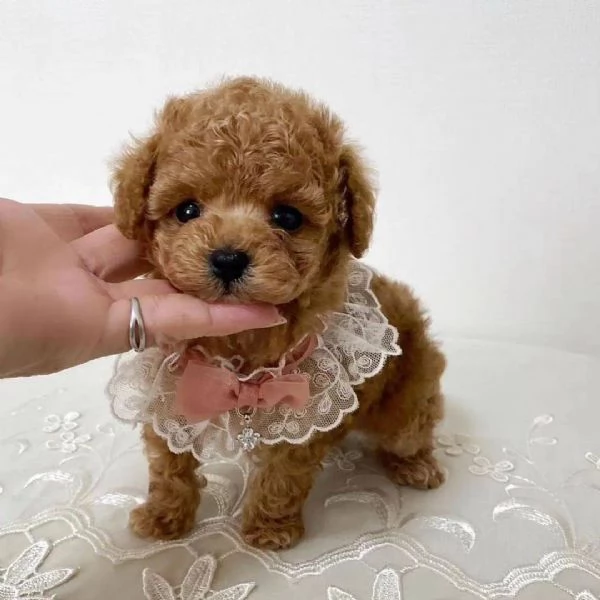 Cuccioli Barboncini toy