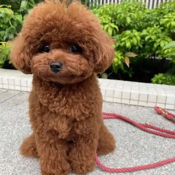  REGALO barboncino cuccioli