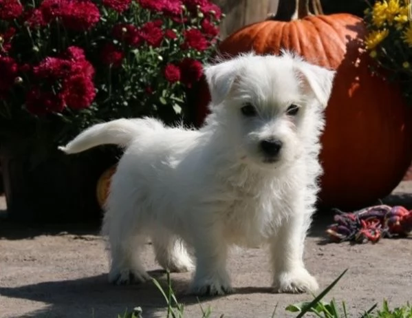  adorabili cuccioli  West highland terrier bianco  femminucce e maschietti disponibili