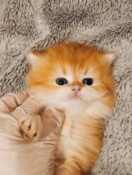 British golden cuccioli  | Foto 1