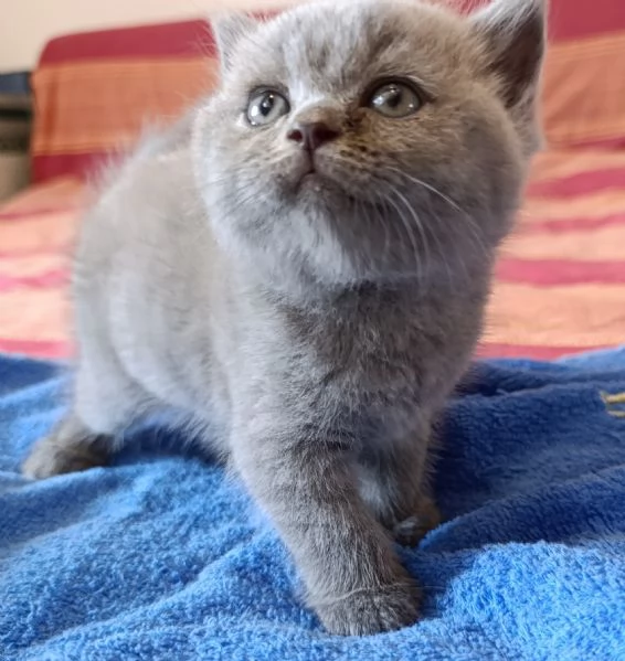 Cuccioli British shorthair blu 