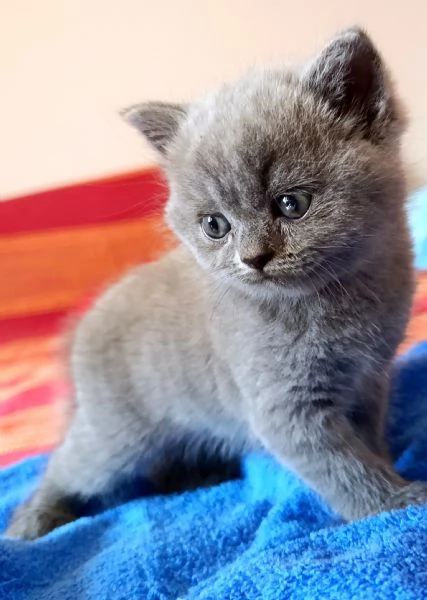 Cuccioli British shorthair blu  | Foto 1