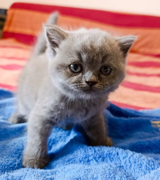 Cuccioli British shorthair blu  | Foto 0