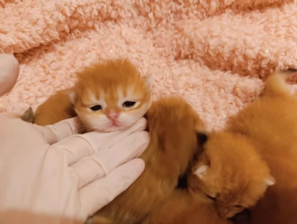 Cuccioli British shorthair Golden  | Foto 3