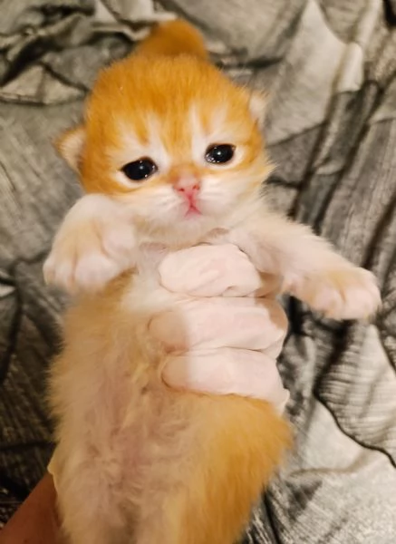 Cuccioli British shorthair Golden 