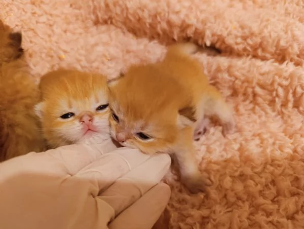 Cuccioli British shorthair Golden  | Foto 2