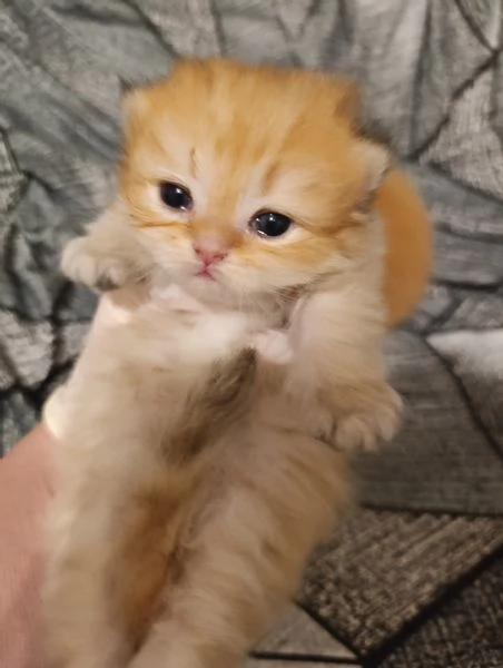 Cuccioli British shorthair Golden  | Foto 1